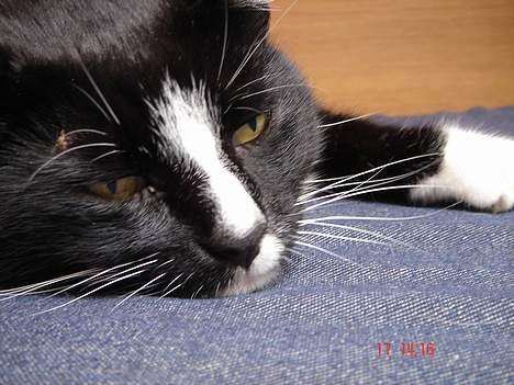 Blanding af racer Russi - det er lækkert bare at slumre.. billede 8