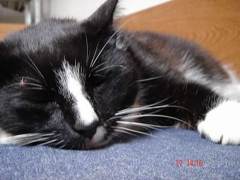 Blanding af racer Russi - skal vi lege tagfat? billede 9