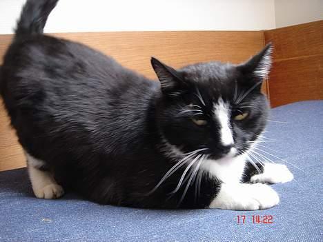 Blanding af racer Russi - uuh Yeah bliv ved med at aje mig  billede 10