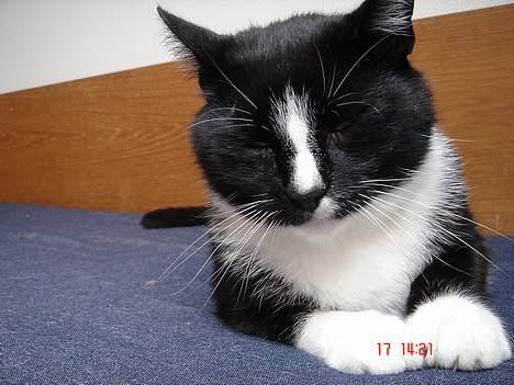 Blanding af racer Russi - Vugge vugge.. jeg hader både! billede 11