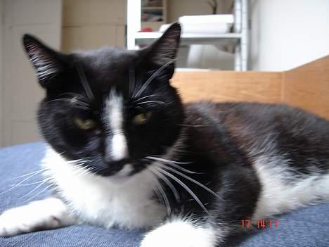 Blanding af racer Russi - Grr. et Kamera billede 12