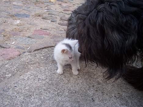 Blanding af racer Tinker - tinker og darsia billede 8