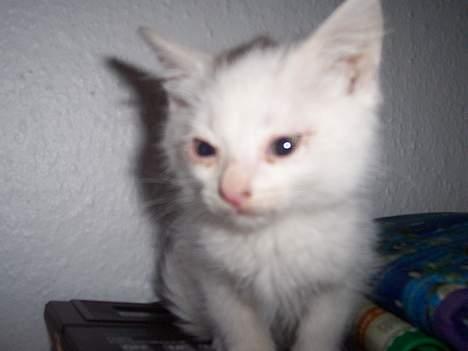 Blanding af racer Tinker - jeg er da fin billede 9