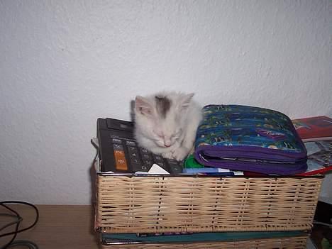 Blanding af racer Tinker - hvor er tinker? billede 10