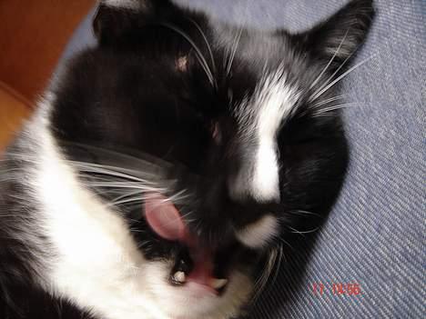 Blanding af racer Russi - mmmh jeg elsker hundefoder ;q billede 13