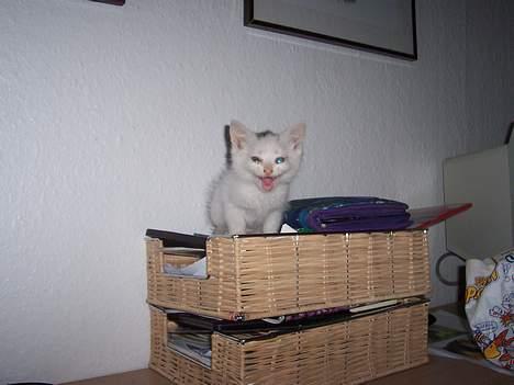 Blanding af racer Tinker - Miiiaaav billede 11