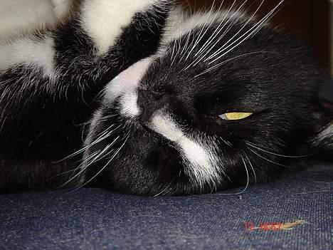 Blanding af racer Russi - ser jeg lidt slatten ud ? billede 14