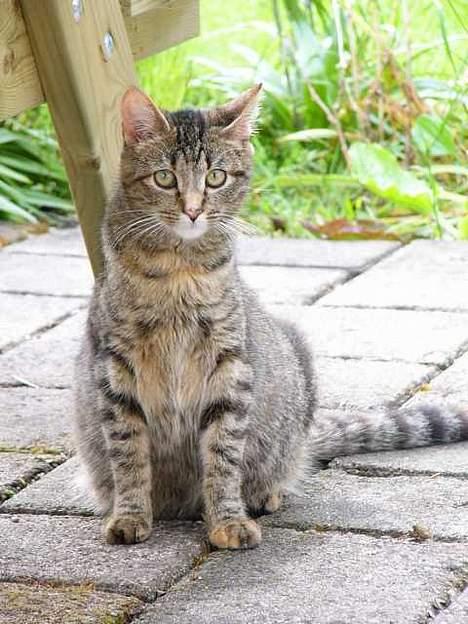 Blanding af racer Musen - Musen 3 dage før hendes første kuld billede 13