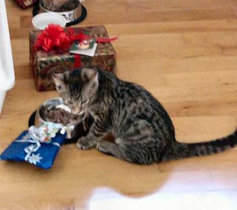 Blanding af racer Musen - Første jul :-) billede 14