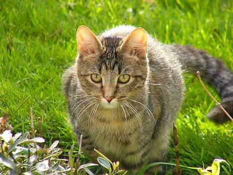 Blanding af racer Musen - Smukke Musen billede 15