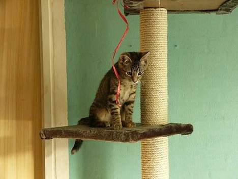 Blanding af racer Musen - Musen ½ år gammel billede 16