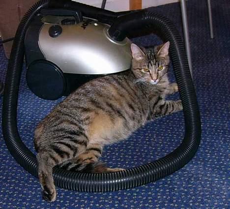 Blanding af racer Musen - Det er Musen den forreste :-) billede 17