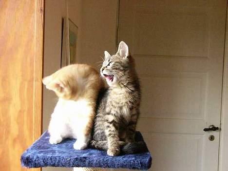 Blanding af racer Musen - Musen med brormand Leo von der pattehale billede 18