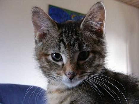 Blanding af racer Musen - Musen 5 måneder billede 19