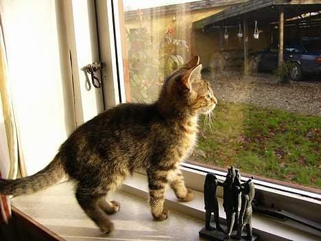 Blanding af racer Musen - Uhh dejligt vejr til en spadseretur billede 20