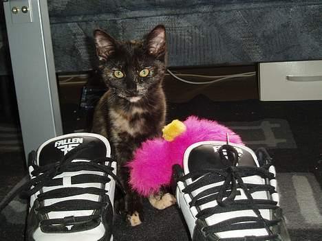 Blanding af racer Kiwi - så er legetøjet på plads... hehe... billede 14