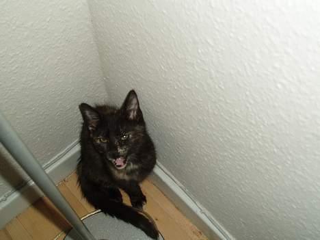 Blanding af racer Kiwi - grr, nu smutter i altså med det kamera, gider ikk mere:P billede 15