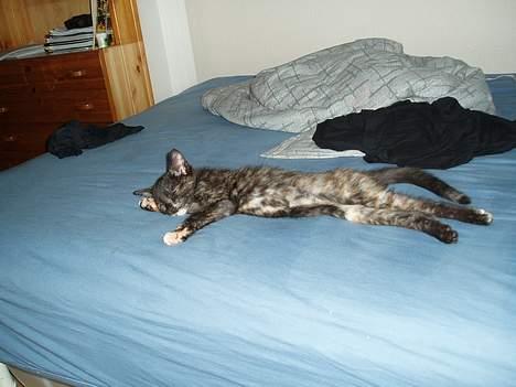 Blanding af racer Kiwi - ZzzzzZzzzzZ nat nat billede 16