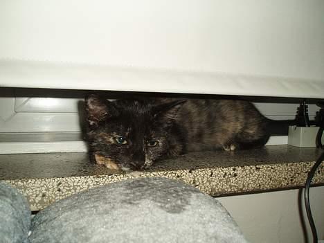 Blanding af racer Kiwi - øøv, i fandt mig alligevel... :D billede 17