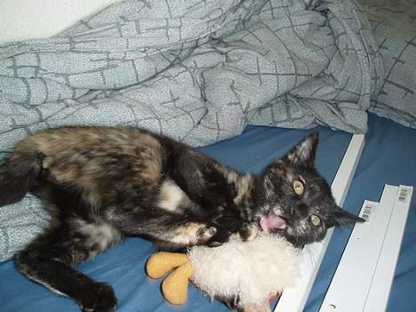 Blanding af racer Kiwi - wee, total sjovt at lege med anden:D billede 18