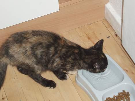 Blanding af racer Kiwi - dejligt med noget at drikke:D billede 19