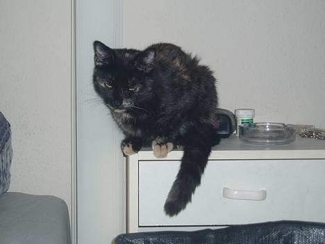 Blanding af racer Kiwi - smukke mig igen:D billede 20