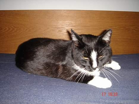 Blanding af racer Russi - What!? billede 15