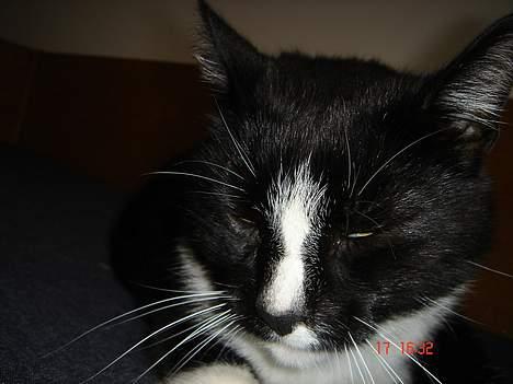 Blanding af racer Russi - hmm? billede 16