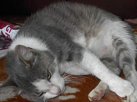 Blanding af racer Dengi( død :'( ) billede 15