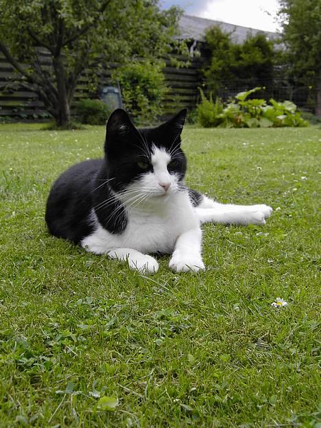 Blanding af racer Cæsar - Cæsar in all his glory ^_^ billede 1