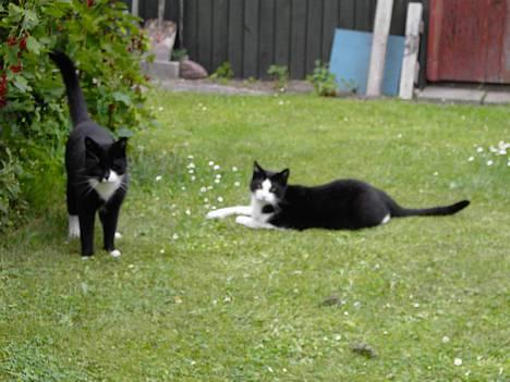 Blanding af racer Cæsar - Brormand Zeus og mig... billede 2