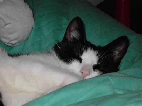 Blanding af racer Cæsar - En på øjet, er altid rart billede 4