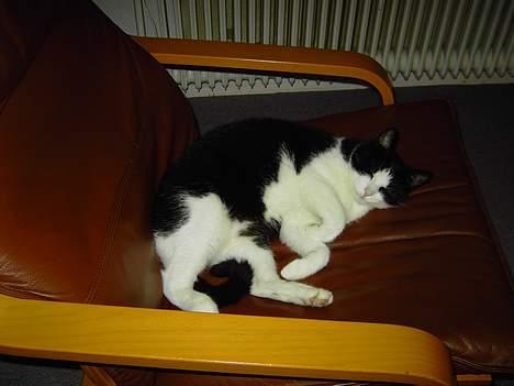 Blanding af racer Cæsar - ja jeg ved godt jeg er dejlig... billede 5