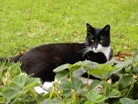 Blanding af racer Zeus - Hello I´m Zeus. billede 1