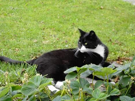 Blanding af racer Zeus - Jeg ligger lige ved jordbærbedet. billede 2