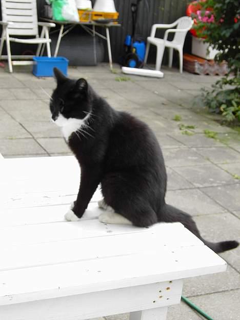 Blanding af racer Zeus - Skal jo ikke nå noget i dag. billede 3