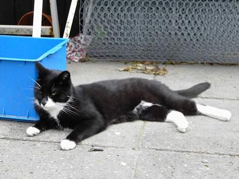 Blanding af racer Zeus - Ikke noget som en lille lur. billede 4