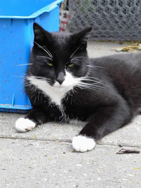 Blanding af racer Zeus billede 5