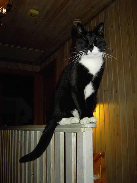 Blanding af racer Zeus - Kan skam sove når som hels og hvor som helst. billede 6