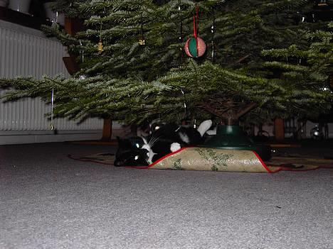 Blanding af racer Zeus - Kan også ligge sådan her. billede 7