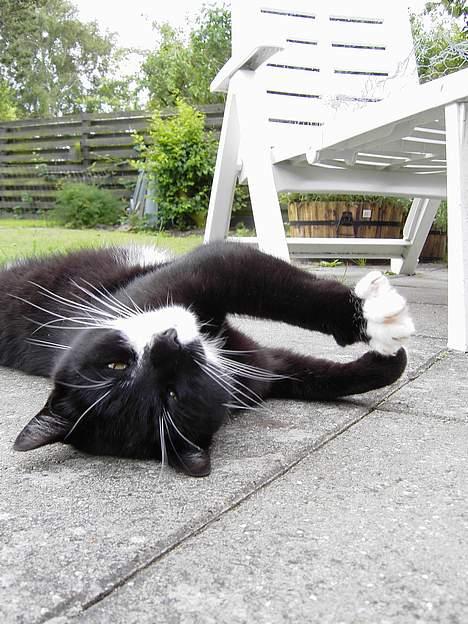 Blanding af racer Zeus - Eller sådan her. billede 8