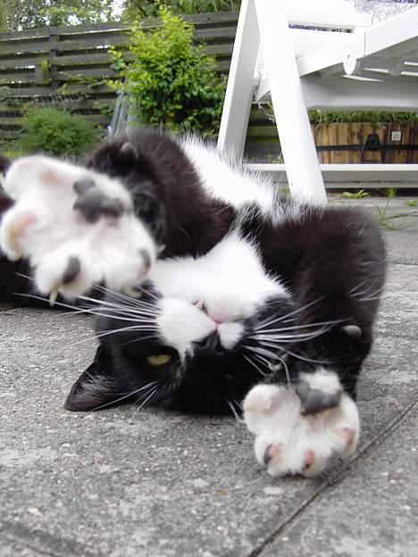 Blanding af racer Zeus - Jeg kommer og tager dig. billede 9