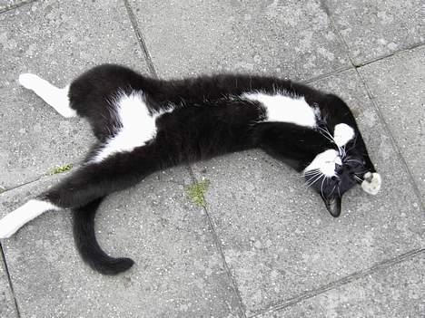 Blanding af racer Zeus - Er jeg ikke bare dejlig. billede 10