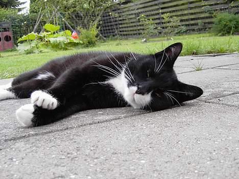 Blanding af racer Zeus billede 11