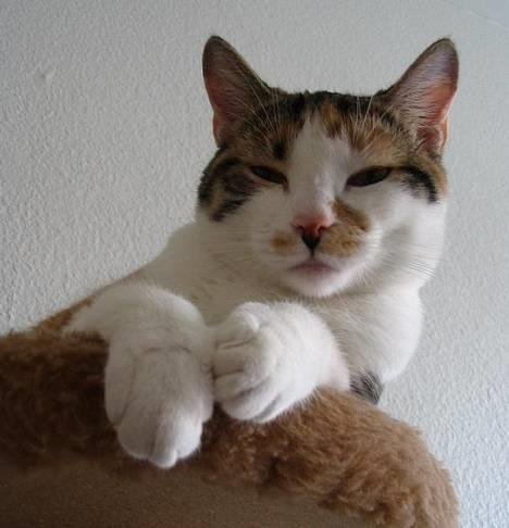 Huskat Laura billede 13