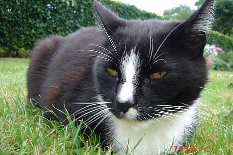 Blanding af racer Russi - Ligner jeg ikke en kejser? ellr en Diktator? Diktator Adolf Russi! ;´D billede 17