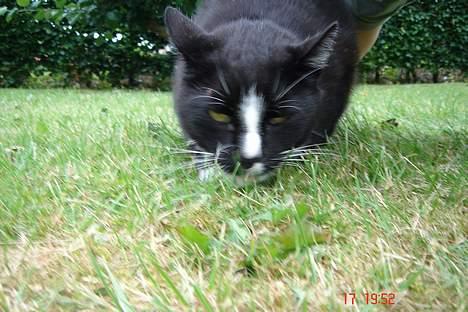 Blanding af racer Russi - Ohh Yeah det her græs er bare dejligt :´) billede 18