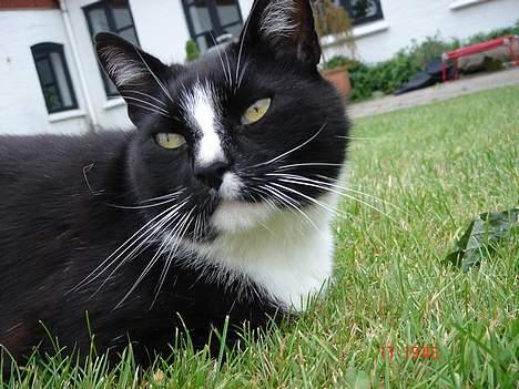 Blanding af racer Russi - Hoved skråt.. Diktator Russi ..! Rauw ;´q billede 19