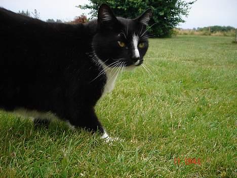 Blanding af racer Russi - hvis jeg skynder mig lidt kan jeg komme på jagt med det samme (uden billeder!) billede 20