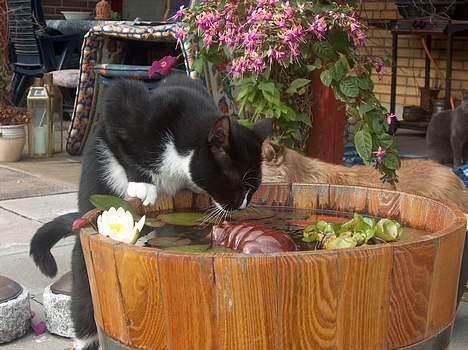 Blanding af racer Ejnar billede 1